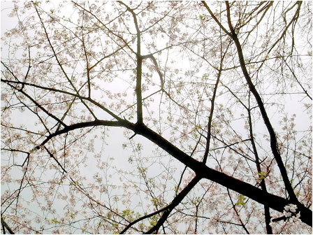 shirota_sakura.png