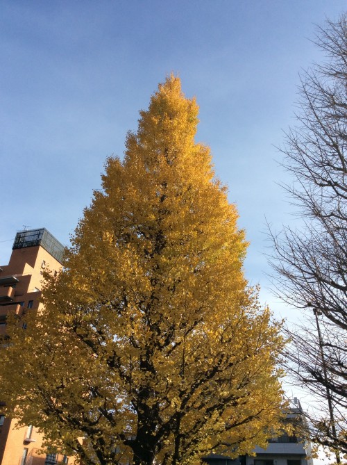 鳥羽1