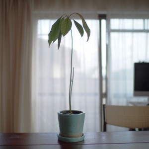 西脇1